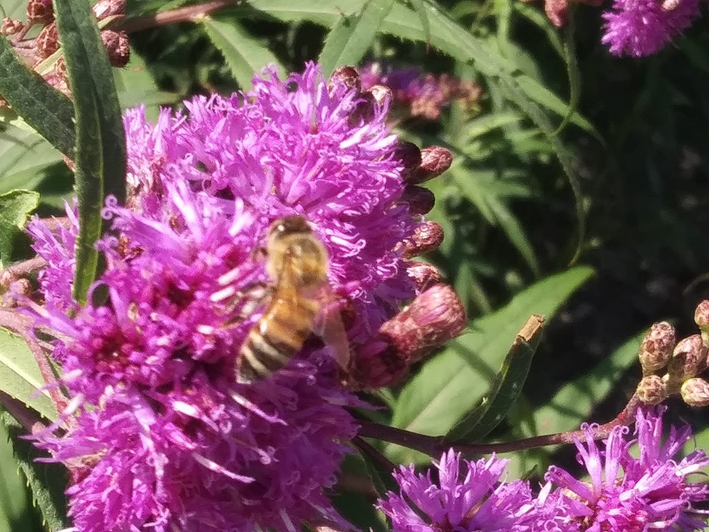 Honeybee On and Amidst Purple Flowers