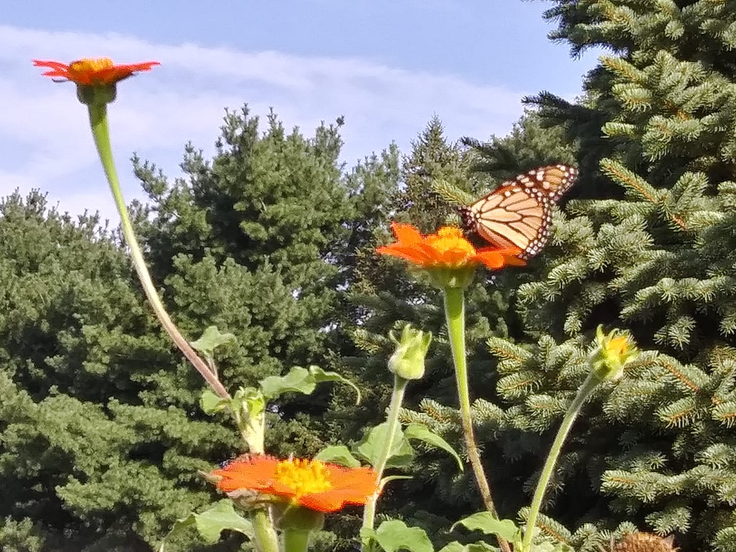 Butterfly Atop Flower in Sunshine withSpruce and  Pines in Background