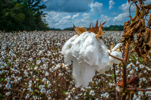 Cotton Filed file photo, adapted from image at usda.gov with photo credit, USDA photo by Preston Keres