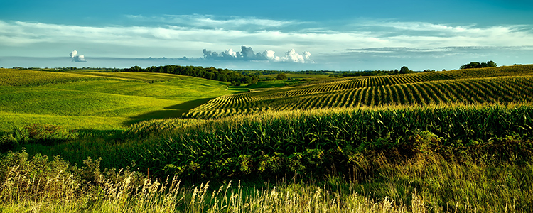 Iowa Cornfield and Rolling Countryside, adapted from usda.gov image