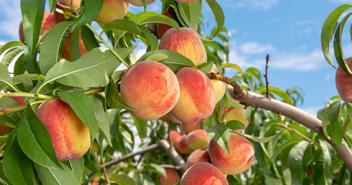 Peaches on Tree Branch, adapted from image at usda.gov