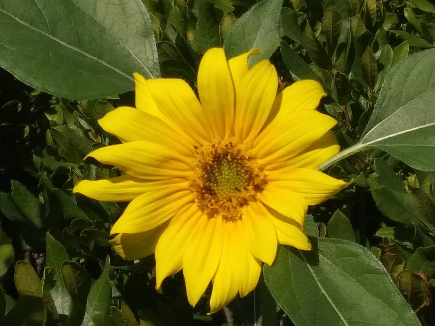 Sunflower Amidst Background of Green Leaves on Sunny Day