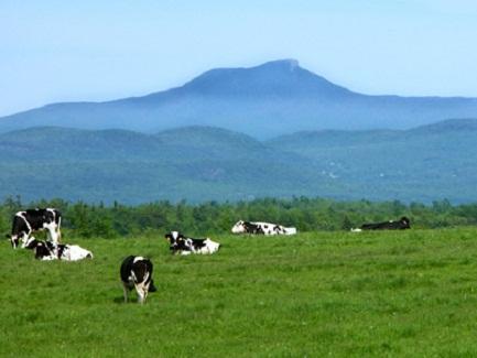 File Photo of Vermont Cows, Field, Mountains, adapted from image at justice.gov