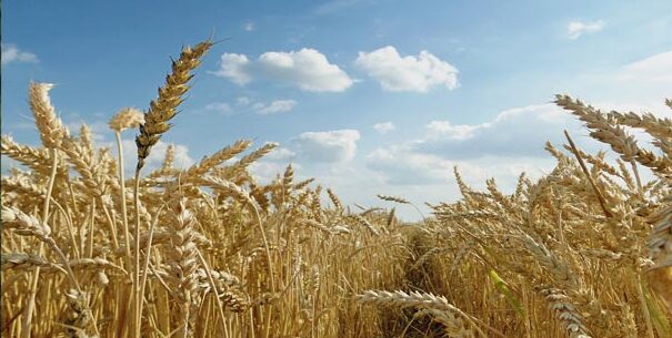 Wheat in Field adapted from usda.gov image
