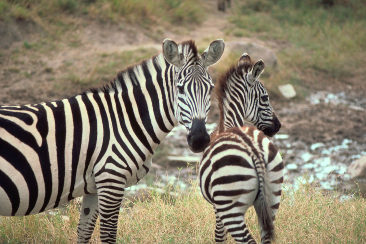 Zebras file photo with photo credit to Gary Stolz, adapted from fws.gov image