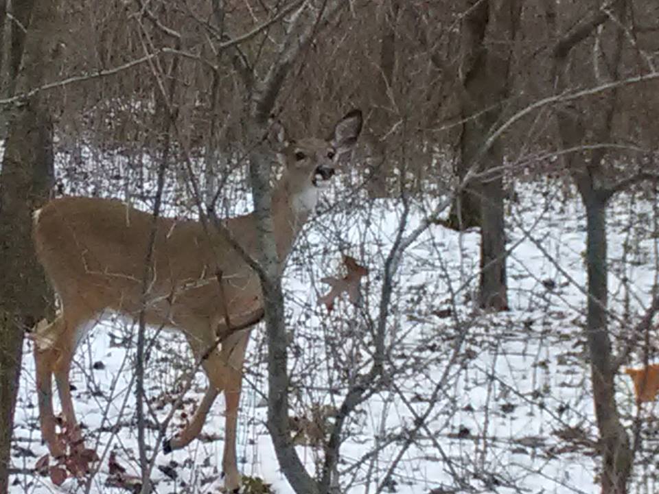 Deer in Woods with Foot Raised