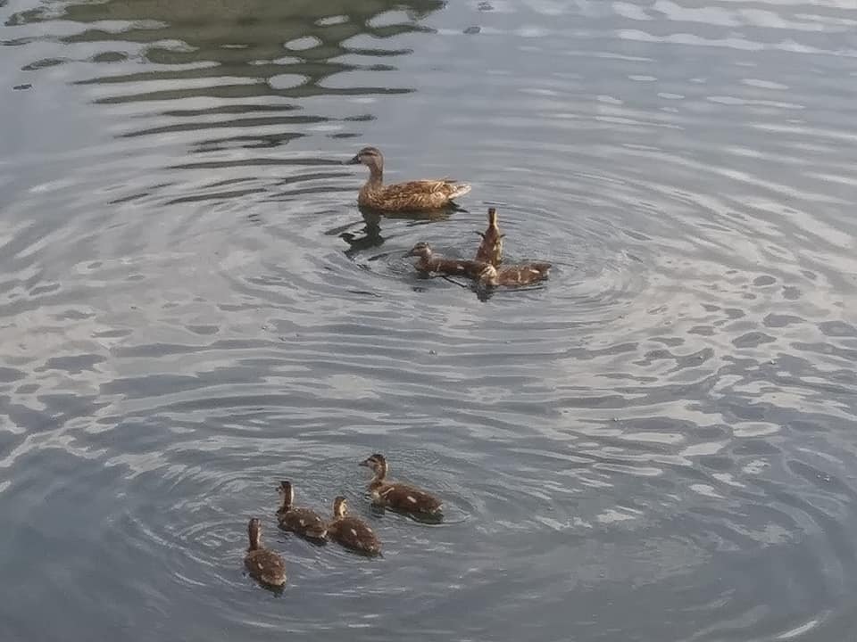 Duck and Ducklngs in Water, Some Diving or Splashing