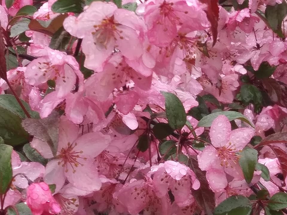 Pink Blossoms