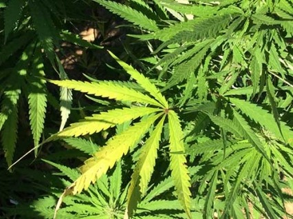 Marijuana Plants, adapted from .gov image