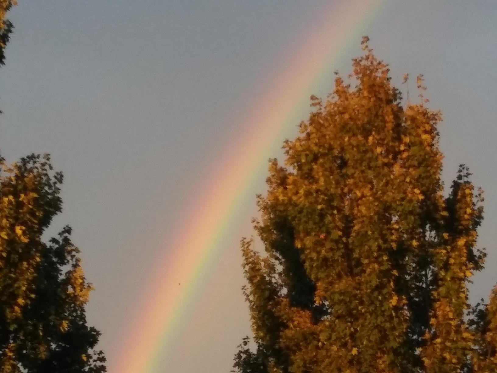 Rainbow and Trees