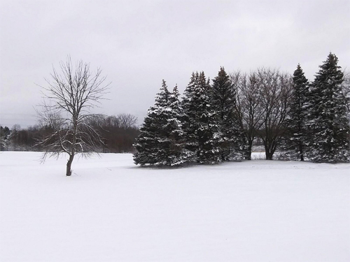 Snow Landscape with Pines and Bare Trees